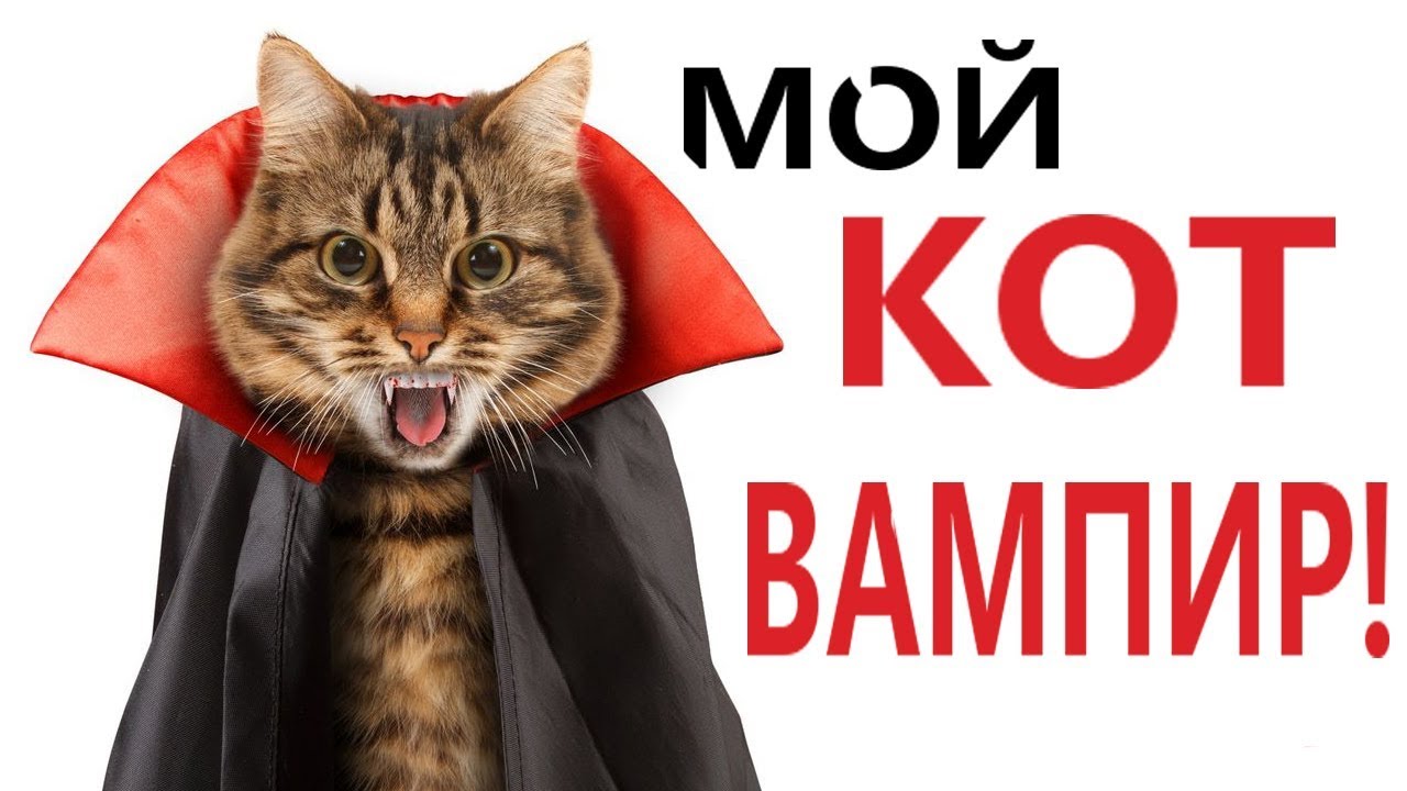 Хозяин И Мурзик Новые Серии 2022 Года Хозяин И Мурзик Новые Серии 2022 Года