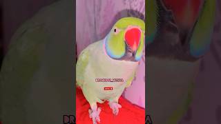 Funny talking parrot 🦜😜 #viralvideo #talkingparot #funny #comedy