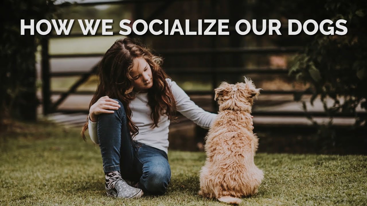 puppy paradise How We Socialize Our Dogs