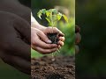 Teures Gewächshaus? Hier ist die LÖSUNG! | Gartentipps #garten #herbstanfang #gartentipps