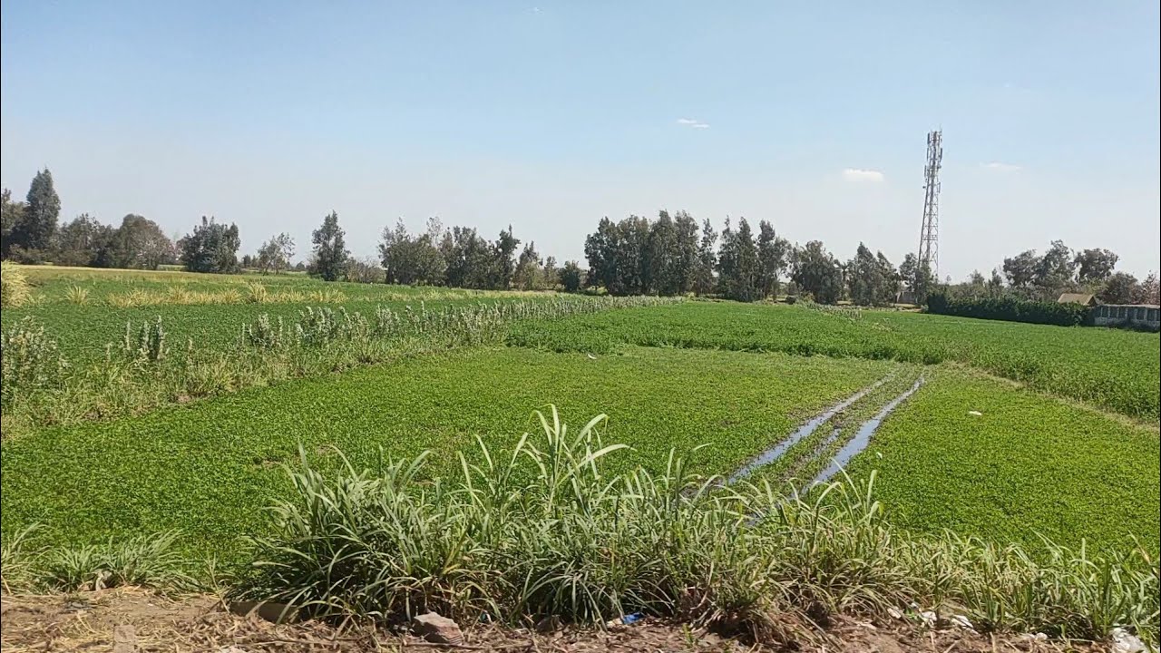 روتين يوم رمضاني🌙 عند بيت أهلي في البلد ❤️