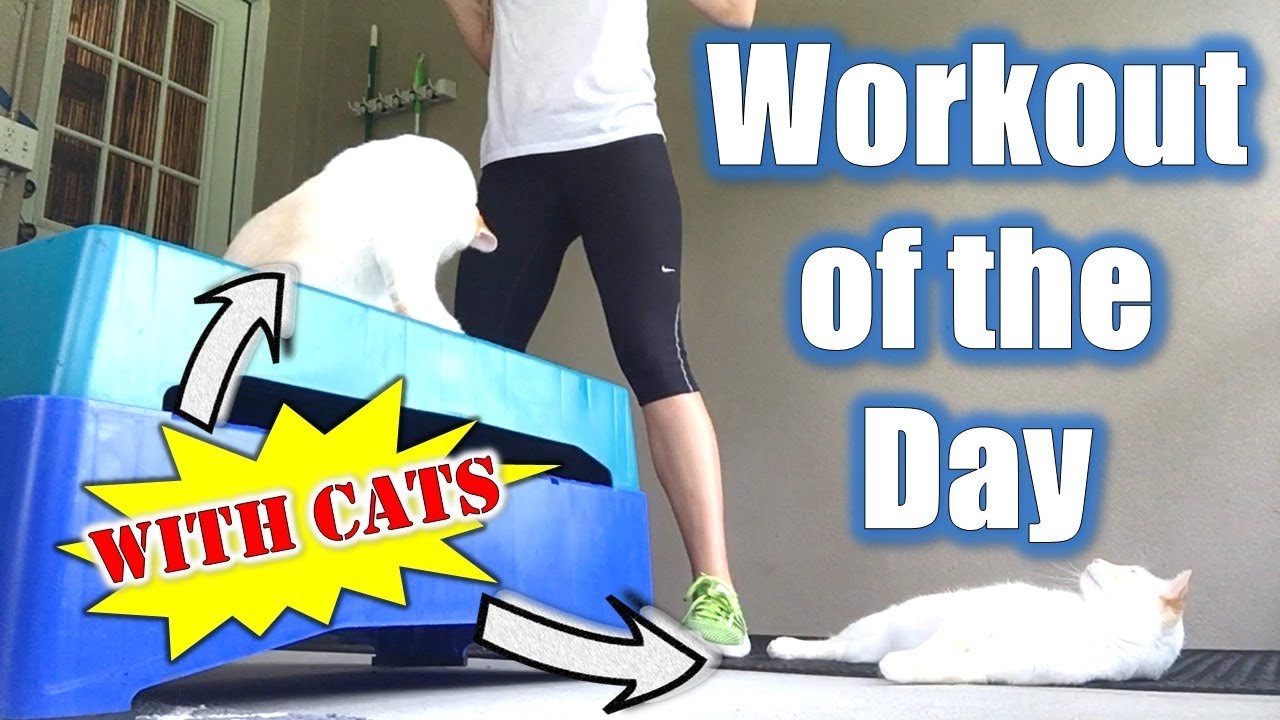 cat food recipes easy Workout of the Day (...with cats) 💪😻 Episode 1 - Cat Lady Fitness