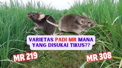 Varietas Padi MR 308 atau MR 219 yang Disukai Tikus?