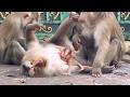 Sweet Moment — Baby Monkey Recovers After Training Time 🐒💖