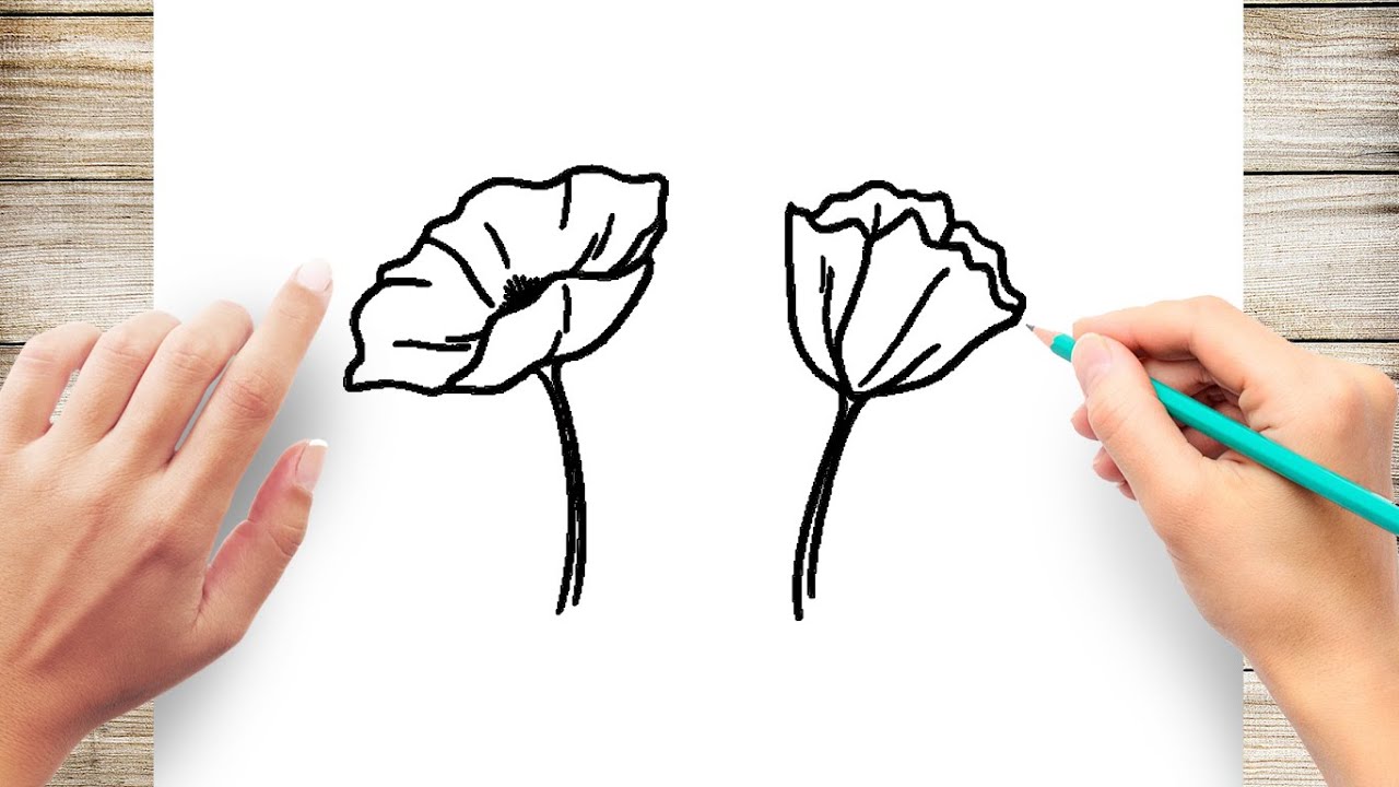 How To Draw Poppy Flower Easy Youtube