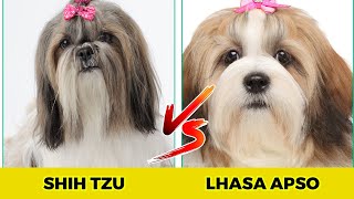 Shih Tzu vs Lhasa Apso | 10 Major Differences You Must Know