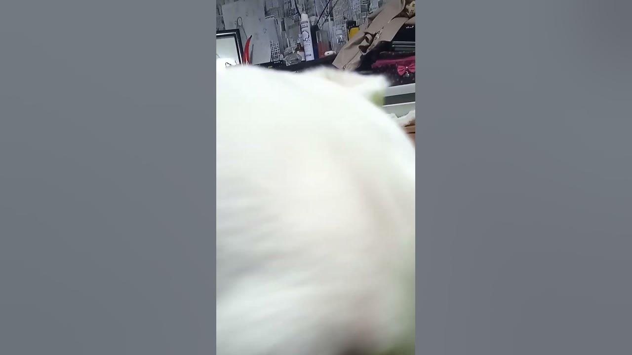 крутая собака🐕 - YouTube