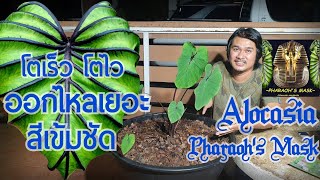 วิธีปลูกบอนหน้ากากฟาโรห์ Colocasia Pharaoh's Mask : หลงไม้ใบ EP.71