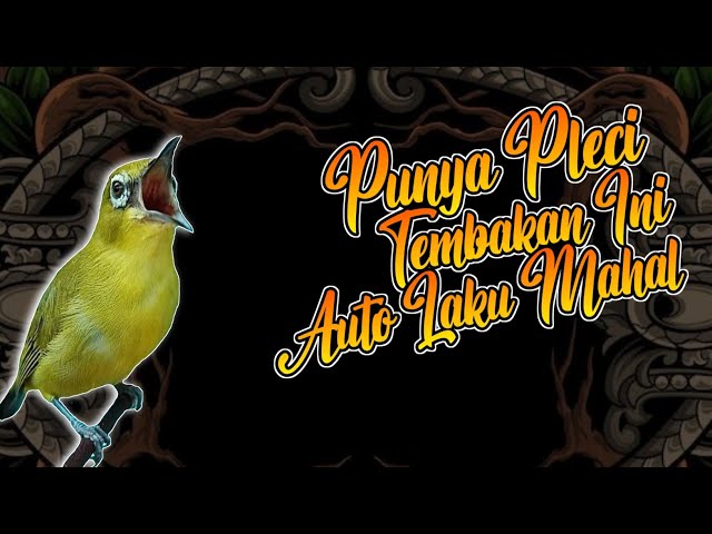 MASTERAN PLECI ISTIMEWA - PLECI LANGSUNG NEMBAK DAN LAKU MAHAL #masteranpleci #viralvideo class=