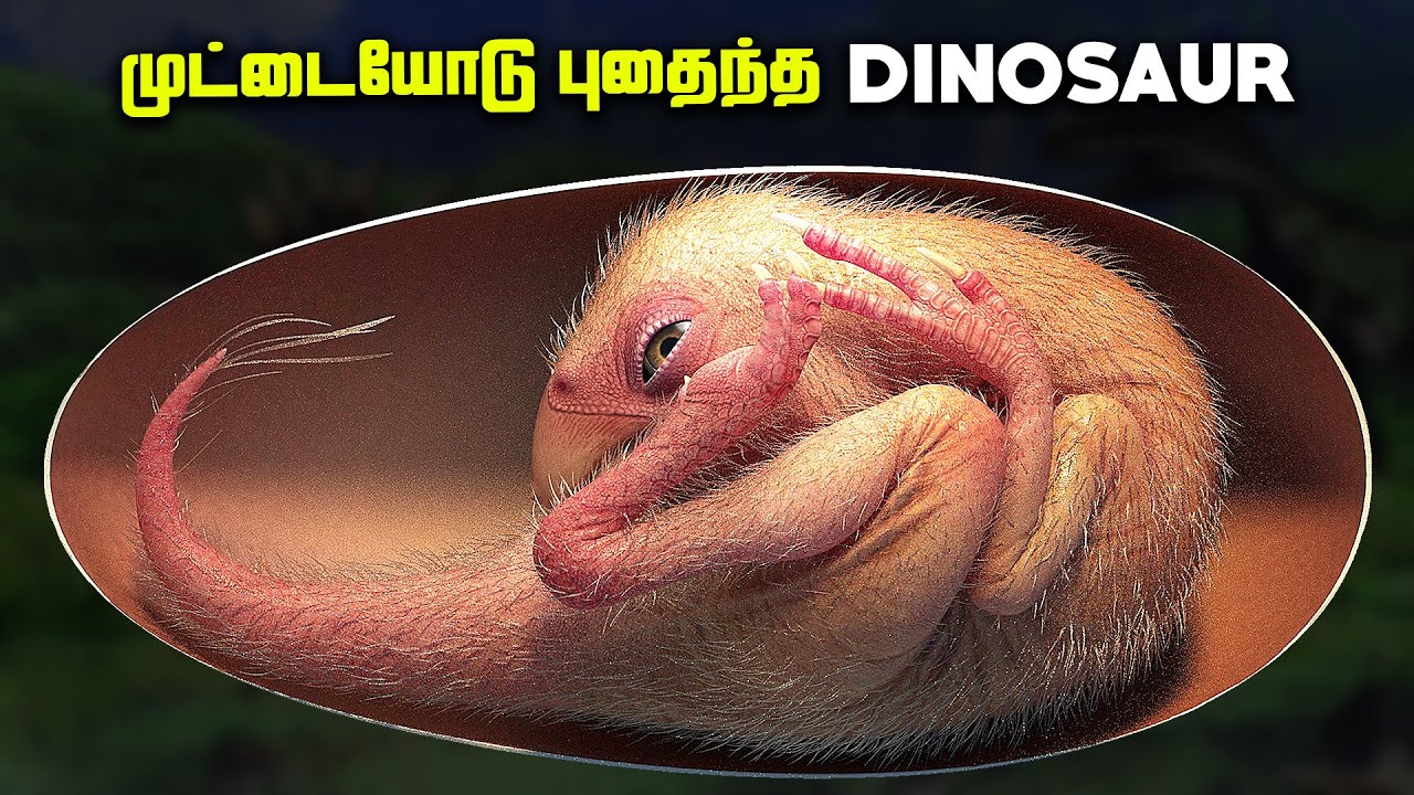 unsigned  2022 Update  முட்டையோடு கண்டுபிடிக்கப்பட்ட Dinosaur - Baby Yingliang