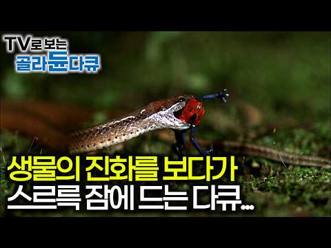 [수면다큐] 130분 진화의 비밀 특집｜진화의 수레바퀴에 올라탈 수밖에 없는 생물에게 독은 선택이 아니라 숙명｜자기 전에 틀어 놓는 영상｜다큐프라임｜#골라듄다큐