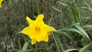Oh Daffodil