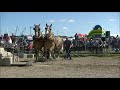 Tire de chevaux ST-Pamphile 2019