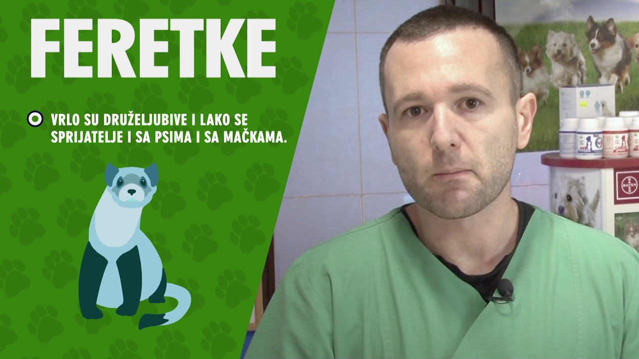 FERETKE,  DA LI TVOROVI MOGU DA BUDU LJUBIMCI?