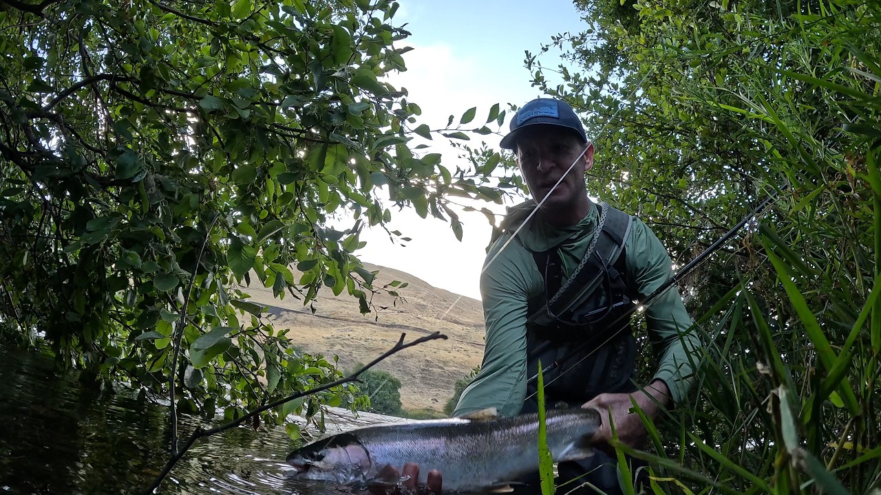 Swing, Step, & Repeat - Knocking On the Door - Who's There? Summer Steelhead