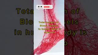 Blood Vessels in human body #viral #facts #youtubeshorts #video #body #youtube #anatomy