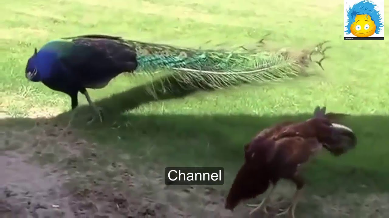 ROOSTER IS KING AMAZING 2017