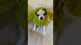 Puppy Or Something Cuter?