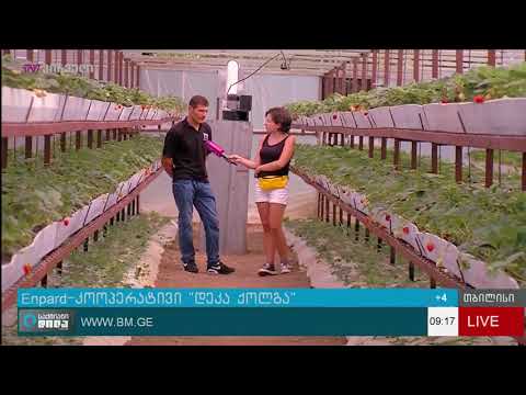 კოოპერატივი “დეკა ქოლგა” Cooeprative DK Kolga