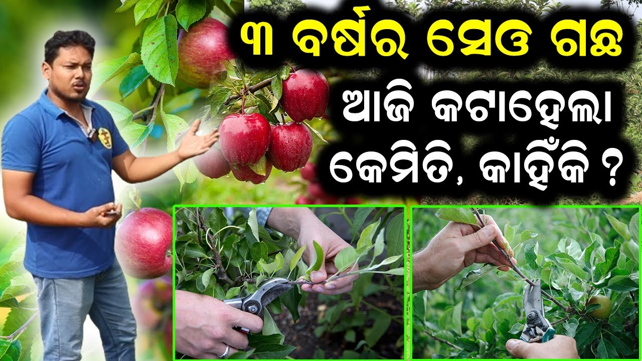 ୩ ବର୍ଷର ସେଓ ଗଛ କଟାହେଲା || How to Prune an Apple Plant, #efarmingodisha