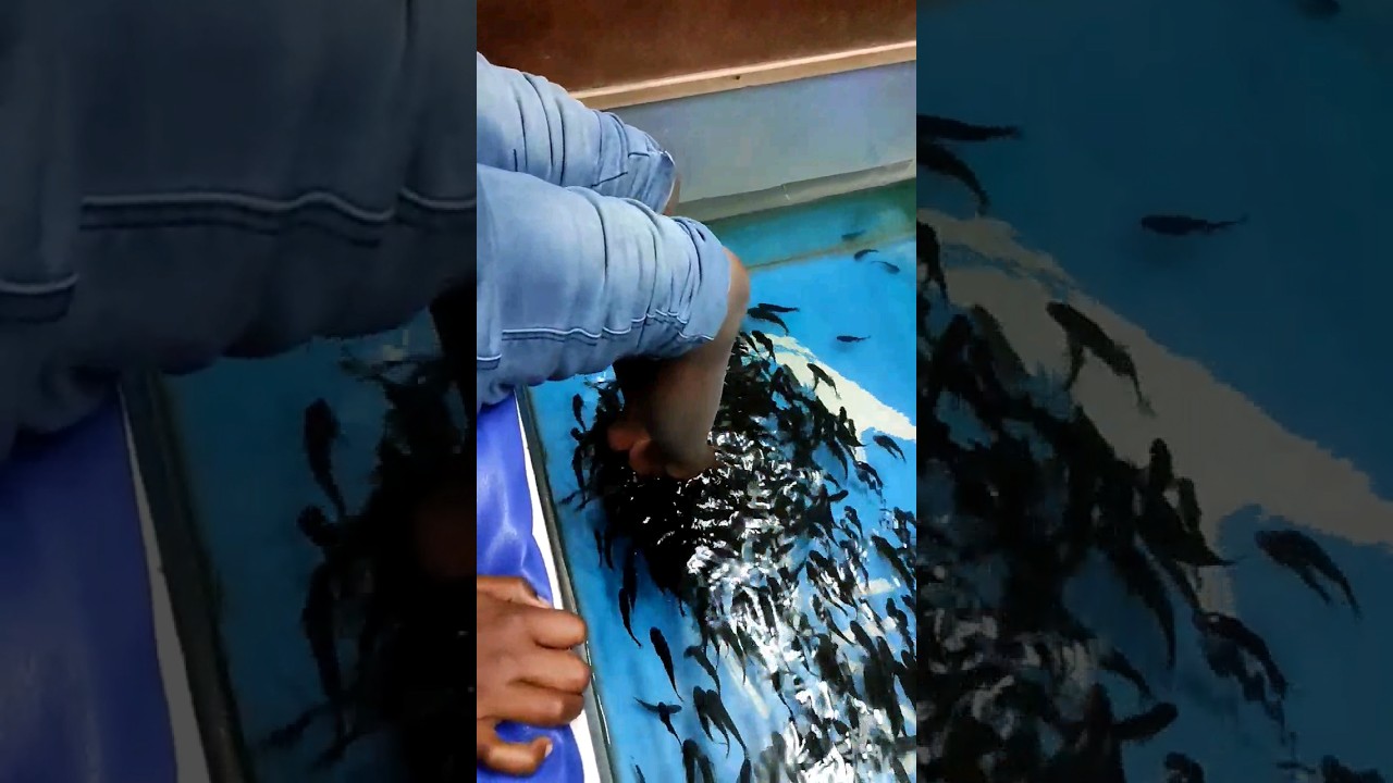 Little feet big fun fish pedicure 