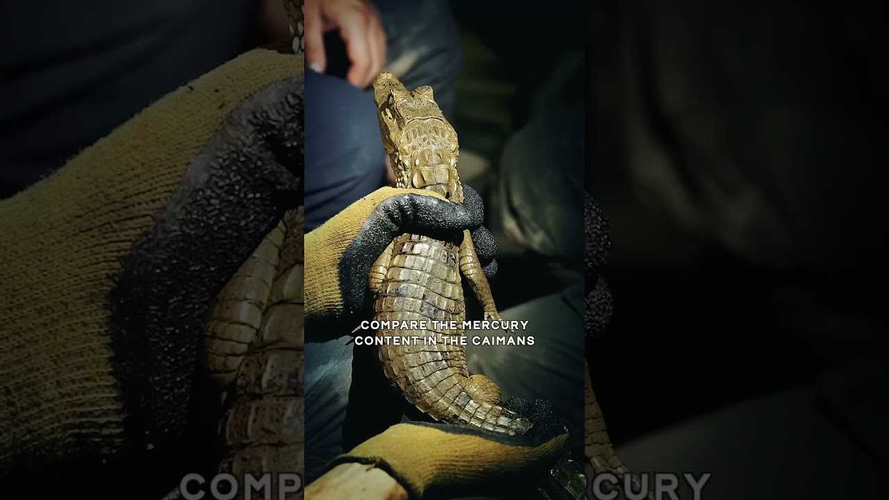 Contaminated caimans: Mercury studies in the Amazon | FOGGY LENS | 