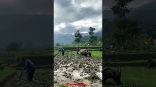 Download Lagu Wilujeng sumping baraya MP3