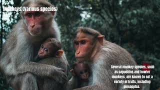 Animals That Eat Pineapple Exploring the Fascinating Diet of Animals and Their Love for Tropical De