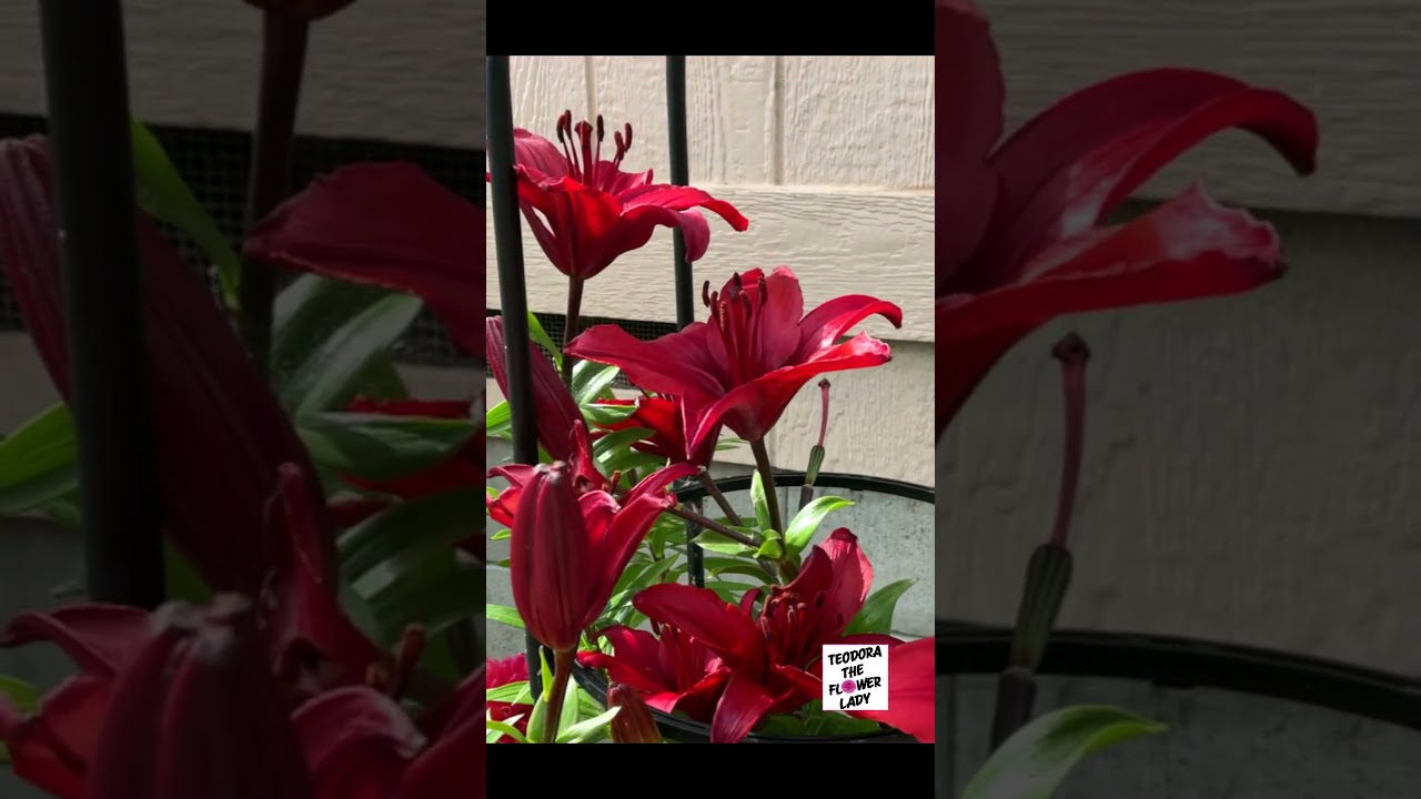 Wishing You A Very Merry Christmas! 