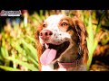 2 Year Old Brittany Spaniels 2 Year Old Brittany Spaniels