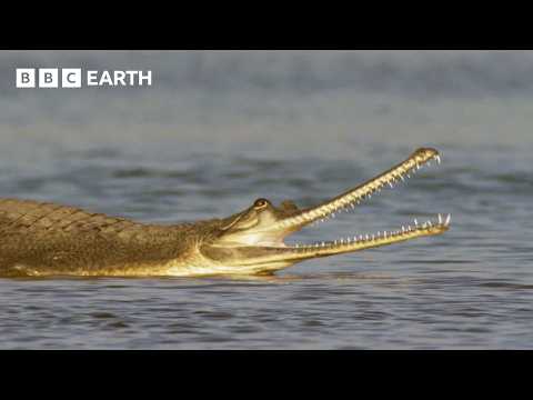 Dark of Night Conceals One of India's Strangest Inhabitants | Hidden India | BBC Earth