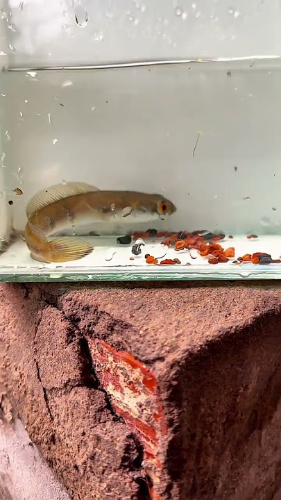 https://vt.tiktok.com/ZSBeaLPbT/ #cabaymau #guppy #channa #aquarium #caloc #cacanh #meloccanh