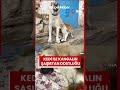 Kedi ile kangal köpeklerinin dostluğu görenleri ağzı açık bırakıyor
