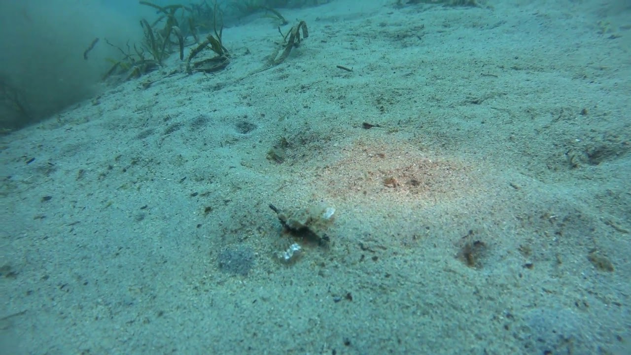 sea moth and pipe fish