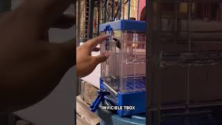 Magic pigeon training box 👏 #pigeon #madlalofttv #bird #madlaloft #ibon #kalapati