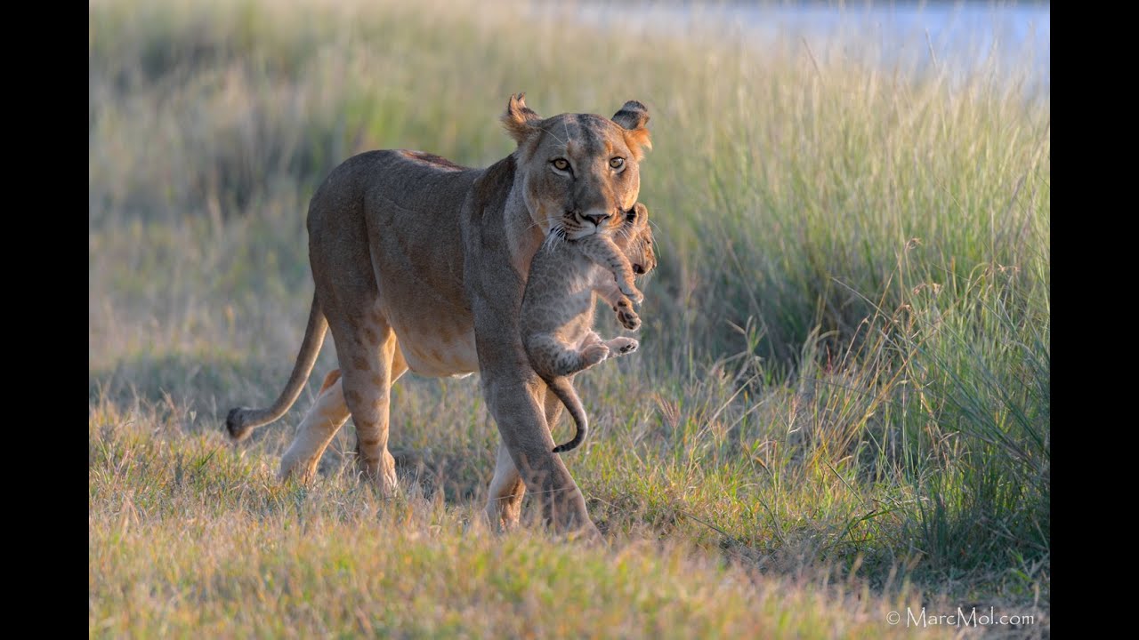 Moving day, relocating 4 Lion cubs.