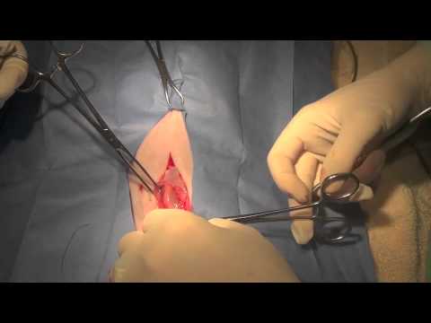 Rabbit Neuter - YouTube