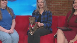 Meet Sunburst from Memphis Animal Services