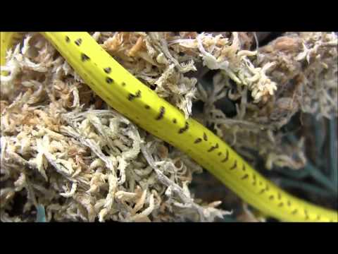 Baby Yellow Merauke Green Tree Pythons
