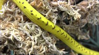 Famous Baby Yellow Merauke Green Tree Pythons Wealth