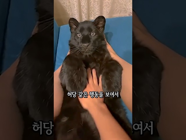 흑표범의 비밀