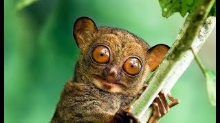 Hayvanlar Hakkında İlginç Bilgiler