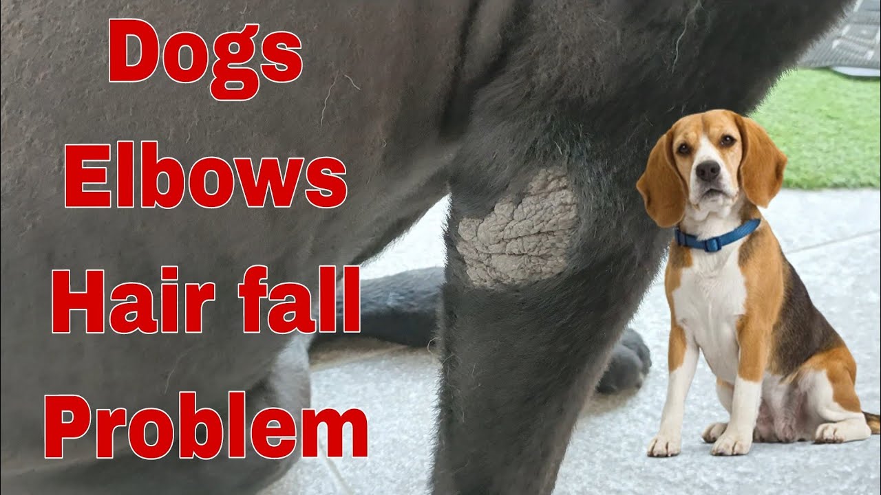 Dogs Elbows Hair fall Problem YouTube