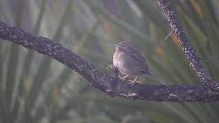 Bachman's Sparrow at Julington-Durbin Preserve