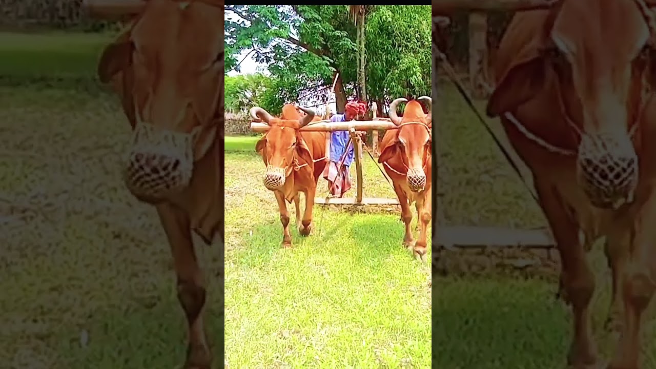 How Bull Ploughing Saves Farmers $1000s (No Fuel Needed। 