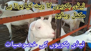 Teddy Goat Farm Ll Teddy Goat Informative Video Ll Teddy Bakri Ki Price Kiya Hoti Hai Ll White Goat
