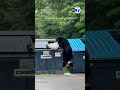 Dumpster-diving bear takes off with empty trash bag