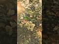 Beautiful Flowers Aesthetic Vibes 🌸 | Nature Cinematic 🏵️