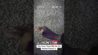 This How They Be On Animal Planet .