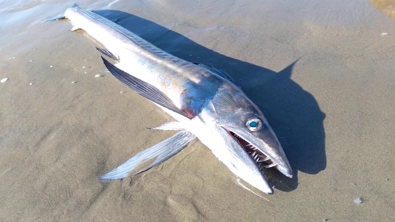 found a long nose lancet fish. newport, or. YouTube